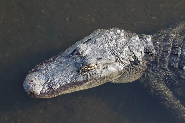 Alligator with Leech — Stock Photo, Image
