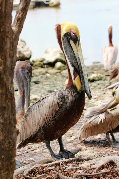Florida Brown Pelican - 1 — Stock Photo, Image
