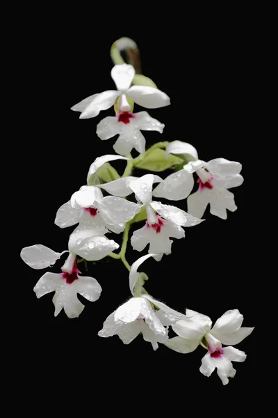 Orchidea Calanthe — Stock Fotó
