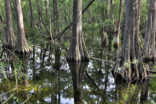 Cypress Swamp — Stock Photo, Image