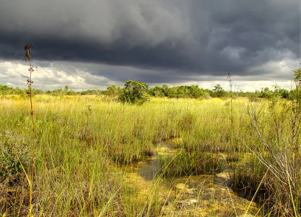 Storm over de everglades — Stockfoto