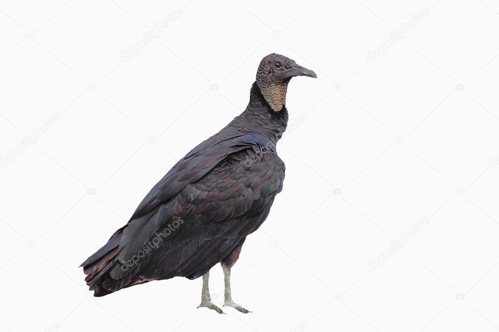 Isolated Black Vulture