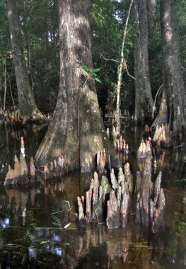 Bald Cypress trees - 2 clipart