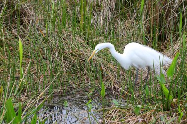 Great White Heron - 2 clipart