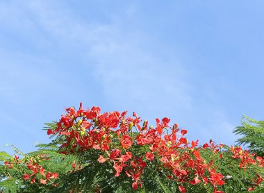 Royal poinciana ağaç - 2