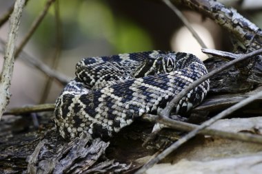 Doğu diamondback çıngıraklı yılan