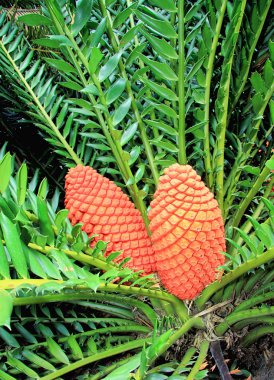 encephalartos ferox bitki