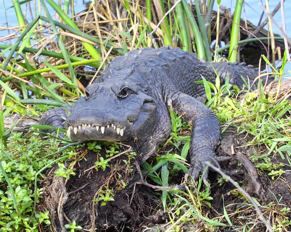 Overbitt av alligator – stockfoto