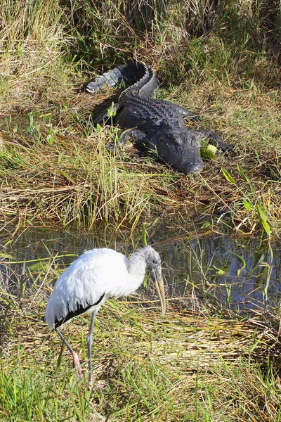Alligator et cigogne des bois — Photo