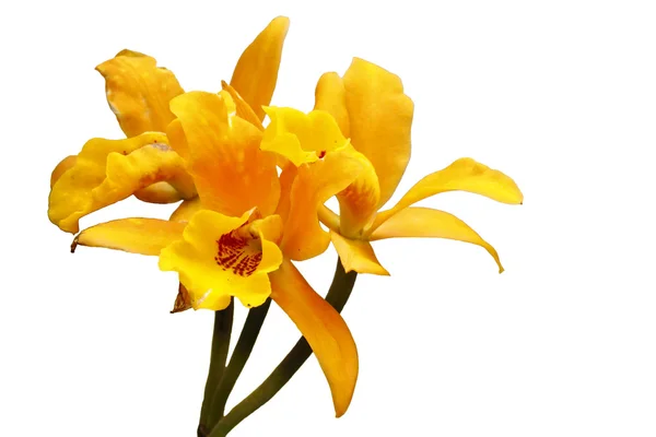 Orquídea manchada alaranjada de Cattleya do bordo — Fotografia de Stock