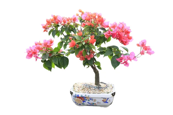 Popínavé rostliny bonsaje, růžová — Stock fotografie