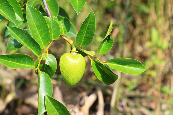 Stock image Alligator Apple