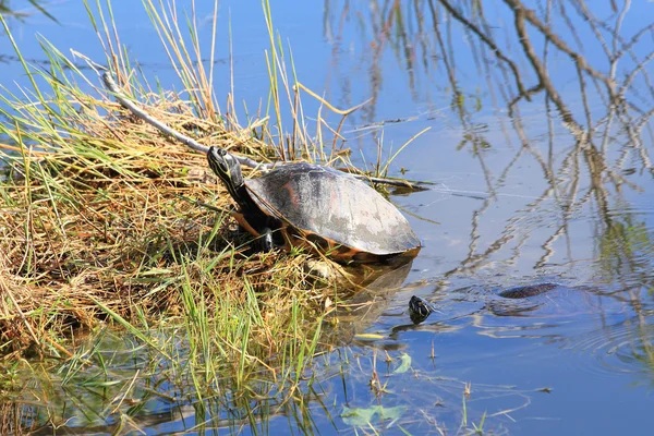 Dammen reglaget sköldpadda — Stockfoto