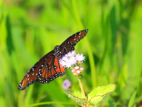 Queen Butterfly - 4 — Stock Photo, Image
