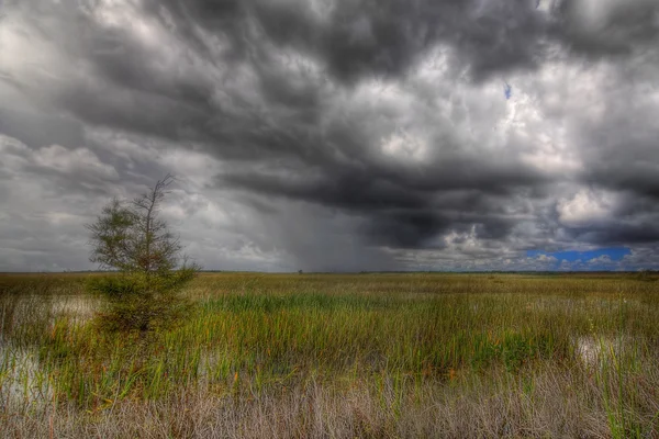 Storm Over the Everglades - 4 — Stock Photo, Image