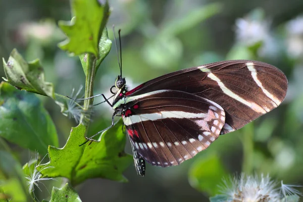Zebra Longwing Butterfly - 1 — Stock Photo, Image