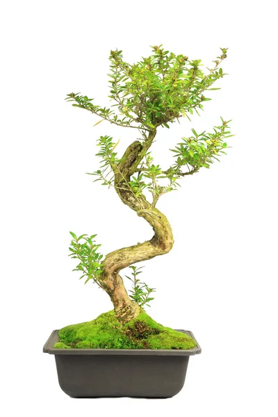 Árvore de Bonsai em branco — Fotografia de Stock
