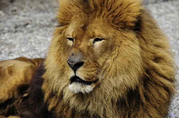 日光浴のライオン — ストック写真