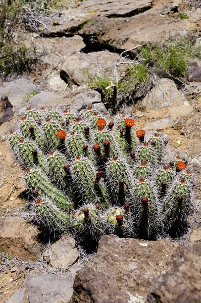 Stock image Claret cup Cactus