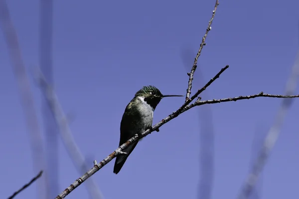Чёрный колибри — стоковое фото