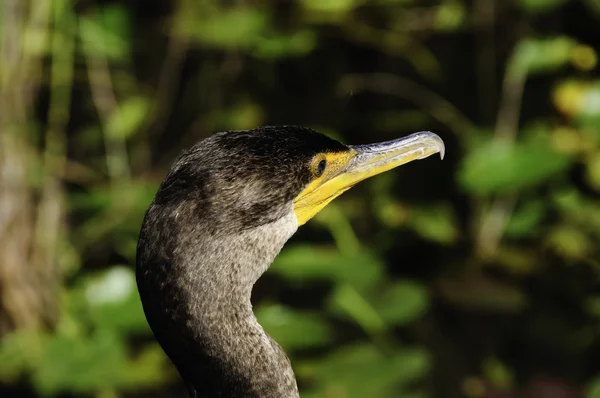 Double Crested Cormorant — Stock Photo, Image
