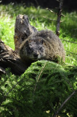 Sarı karınlı marmot