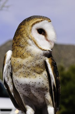 Baykuş ahırı