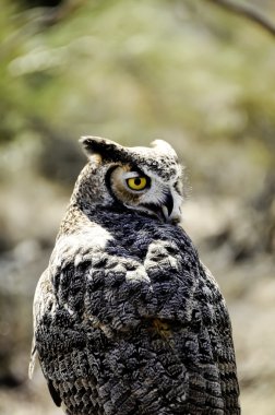 Great Horned Owl clipart