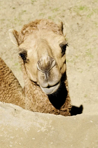 Dromedary Camel — Stock Photo, Image