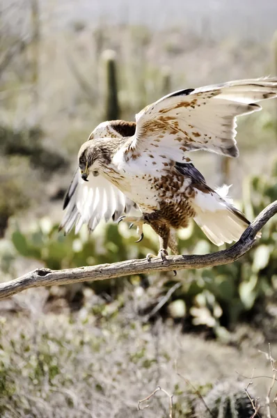 Falco ferruginoso — Foto Stock