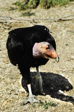 California Condor clipart