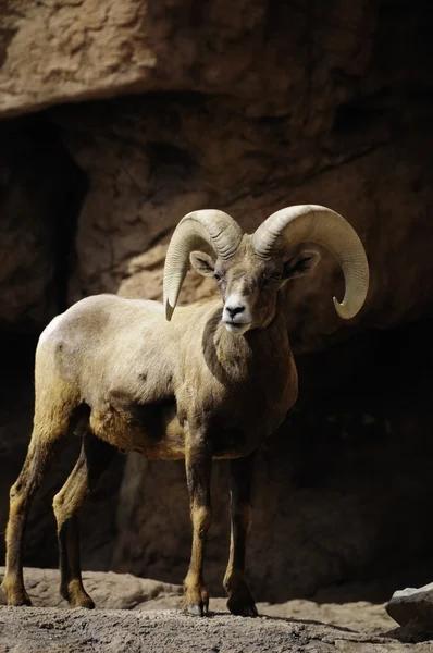 Desert iso sarvi lampaita — kuvapankkivalokuva