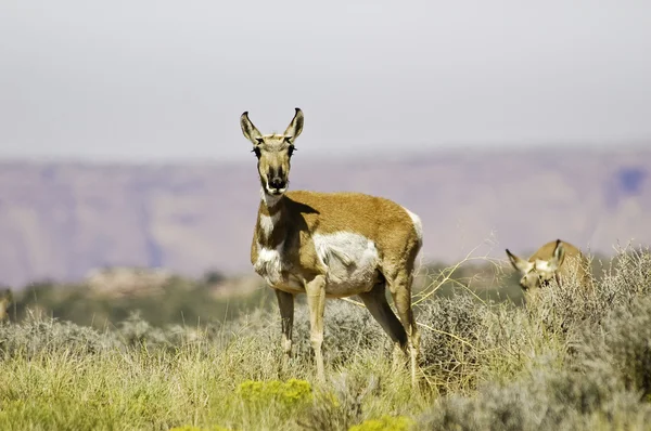 Two antelope grazing — Stock Photo, Image