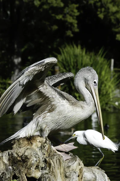Pelican on a rock — Stock Photo, Image