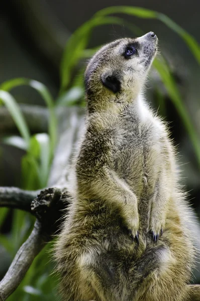 Άγρυπνο meerkat — Φωτογραφία Αρχείου