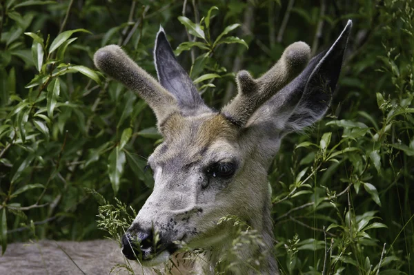 Genç geyik — Stok fotoğraf