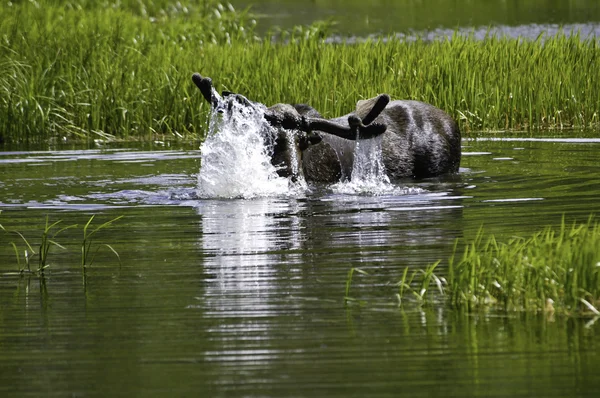 Moose taking a dip — Stock Photo, Image