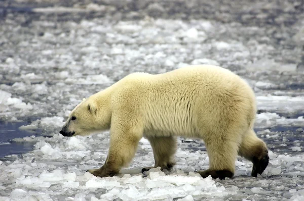北极熊在冰上 — 图库照片