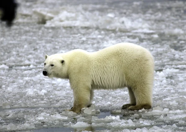 Oso polar sobre hielo —  Fotos de Stock