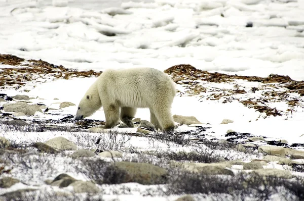 Samotny niedźwiedź na tundra — Zdjęcie stockowe