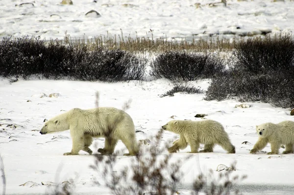 Familia de oso polar — Foto de Stock