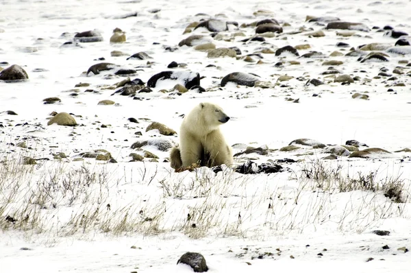 Lone isbjörn — Stockfoto