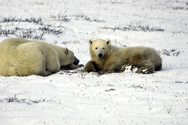 母熊和小熊的北极熊 — 图库照片