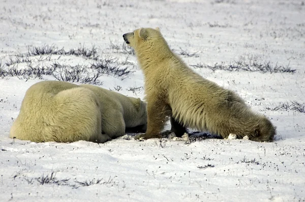 Dwa niedźwiedzie polarne — Zdjęcie stockowe