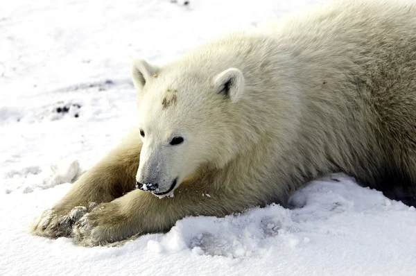 Mladí lední medvěd — Stock fotografie