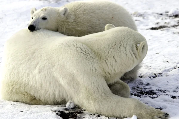 母熊和小熊的北极熊 — 图库照片
