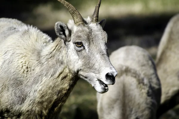 Mujer Big Horn Sheep — Foto de Stock