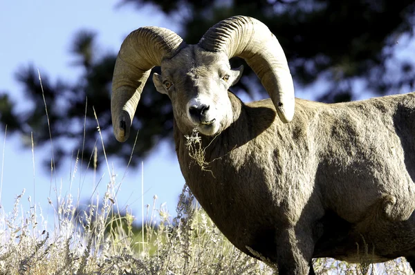 Masculino Grande chifre ovelhas — Fotografia de Stock