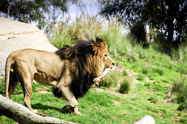 Egy hím oroszlán, kezében egy nagy csont — Stock Fotó