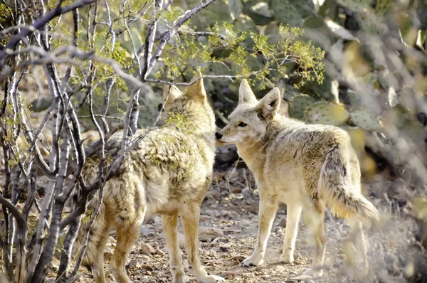 Twee coyotes — Stockfoto